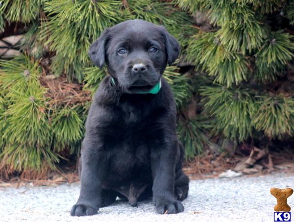 Labrador Retriever