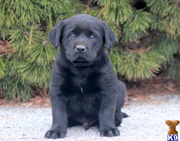 Labrador Retriever