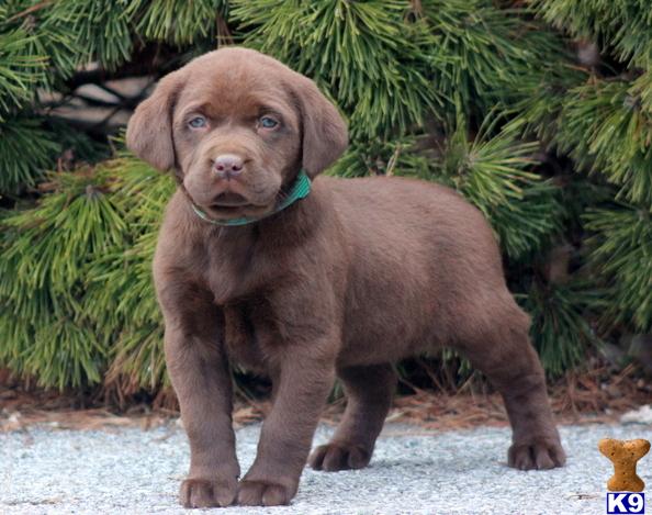 Labrador Retriever