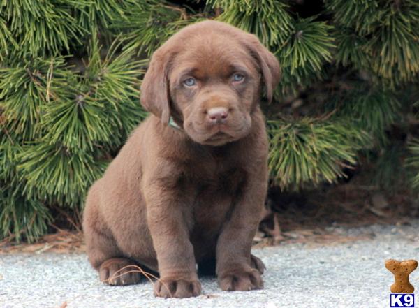 Labrador Retriever