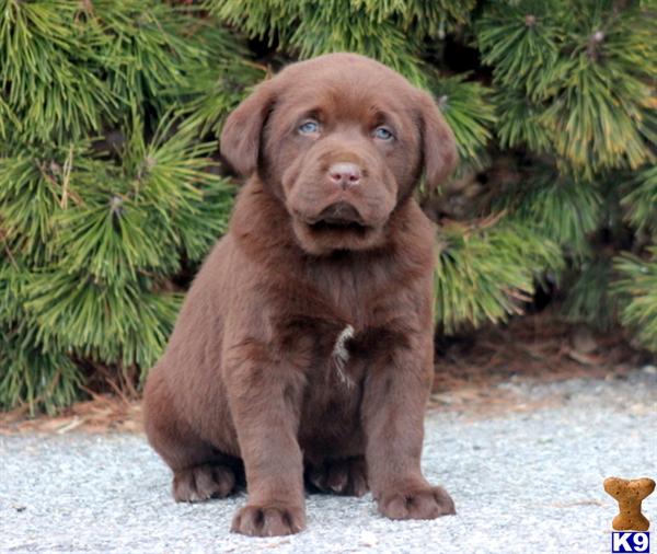 Labrador Retriever