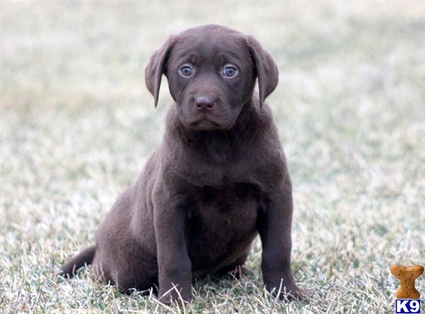 Labrador Retriever