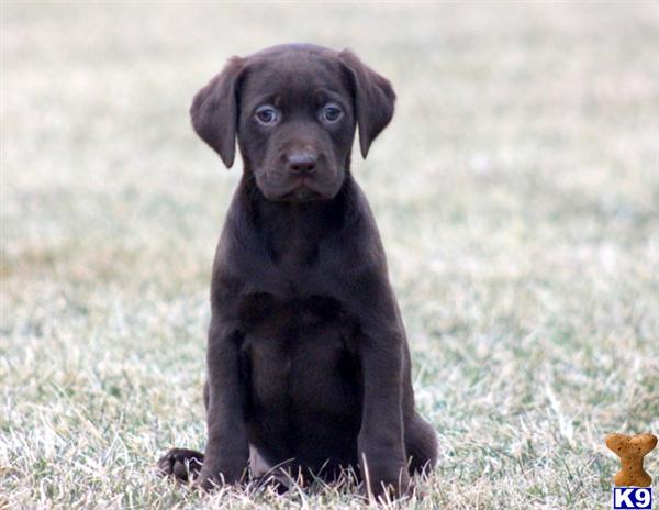 Labrador Retriever