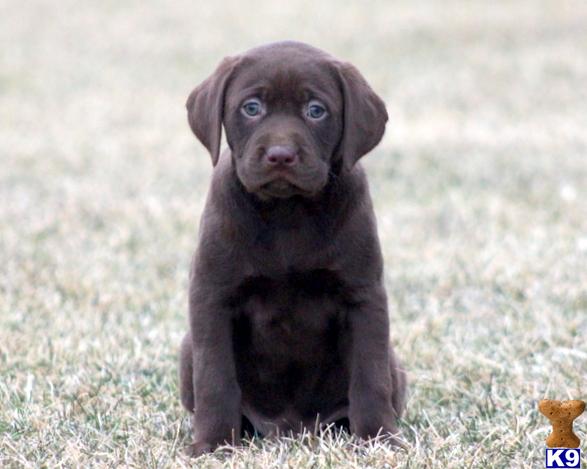 Labrador Retriever