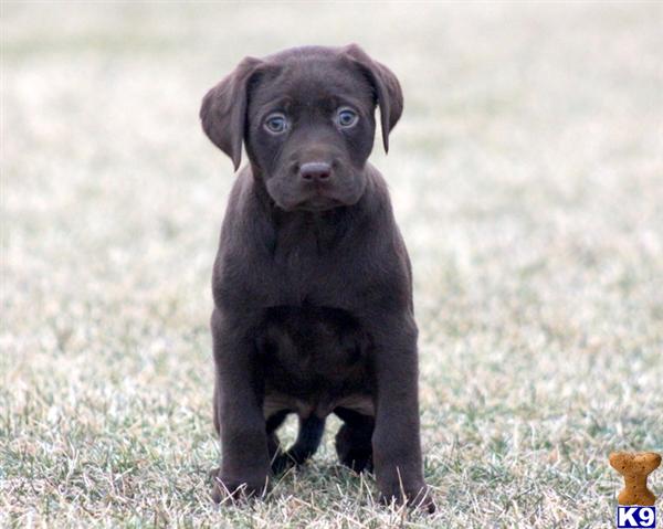 Labrador Retriever