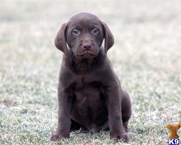 Labrador Retriever