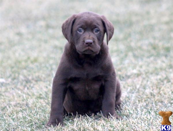 Labrador Retriever