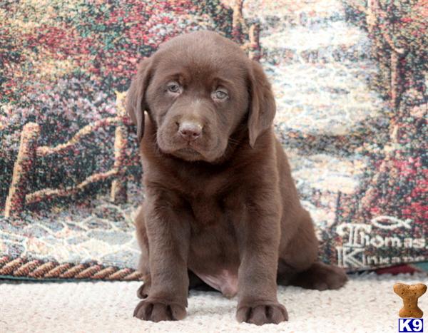 Labrador Retriever