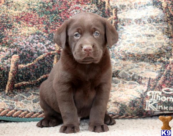 Labrador Retriever