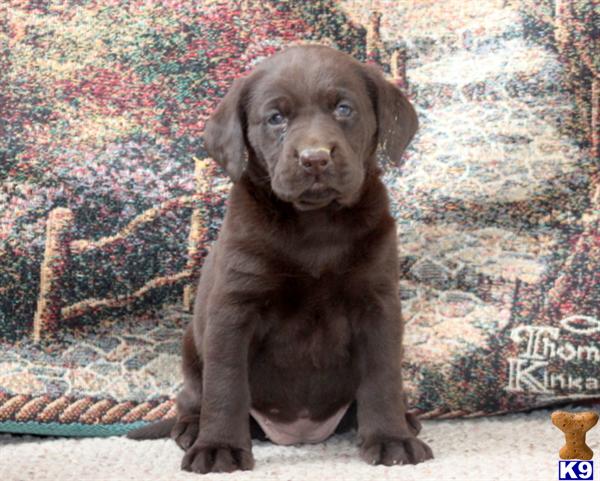 Labrador Retriever