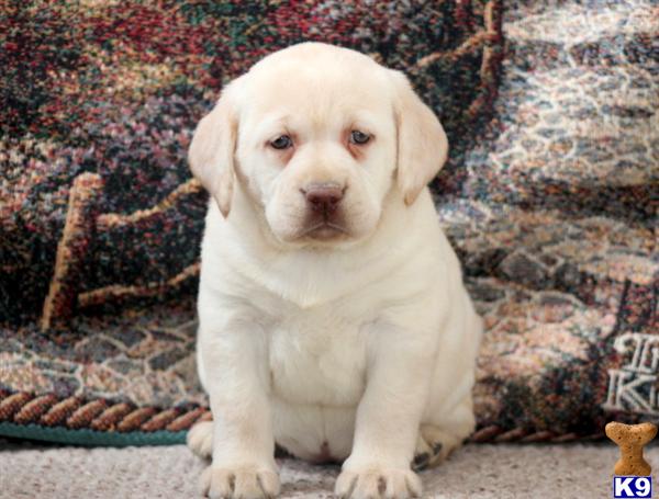 Labrador Retriever