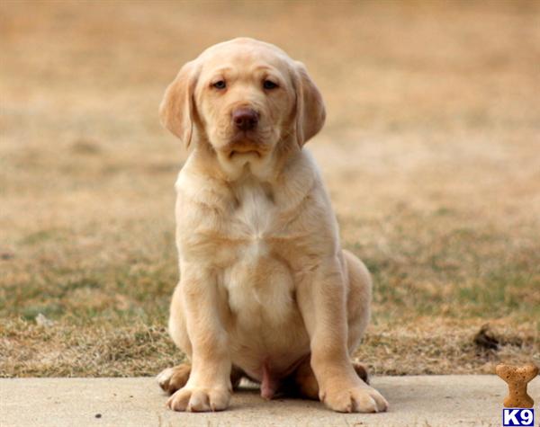 Labrador Retriever