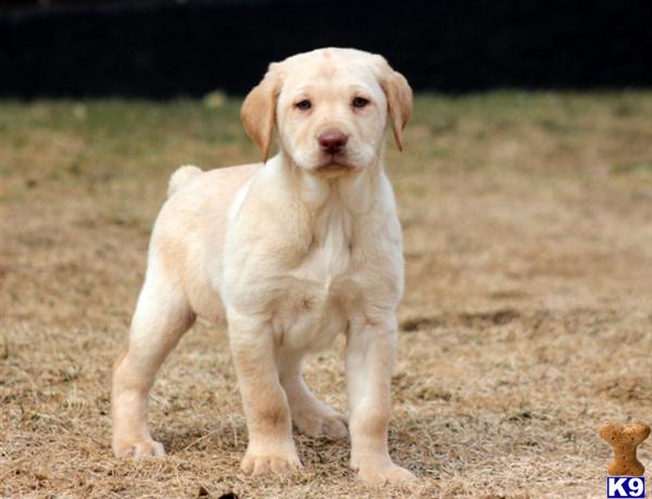 Labrador Retriever