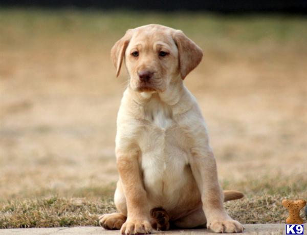 Labrador Retriever