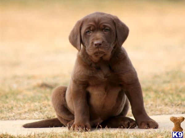 Labrador Retriever