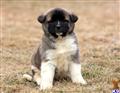 akita puppy posted by keypups123