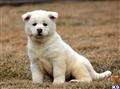 akita puppy posted by keypups123