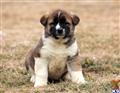 akita puppy posted by keypups123