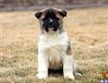 akita puppy posted by keypups123