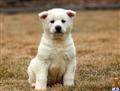 akita puppy posted by keypups123