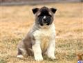 akita puppy posted by keypups123