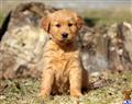 golden retriever puppy posted by keypups123