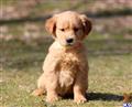 golden retriever puppy posted by keypups123