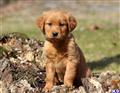 golden retriever puppy posted by keypups123