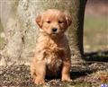 golden retriever puppy posted by keypups123