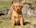 golden retriever puppy posted by keypups123