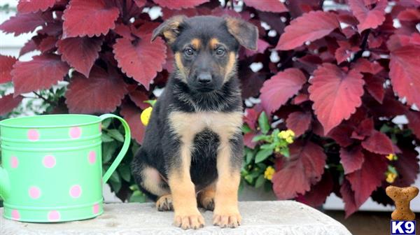 German Shepherd