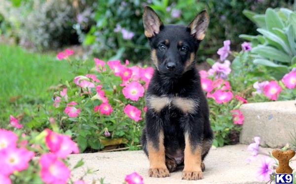 German Shepherd