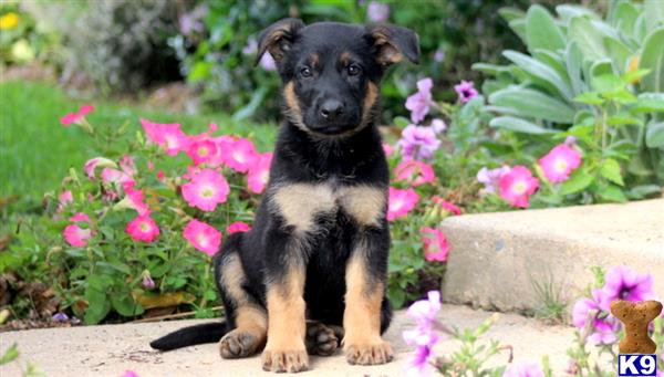 German Shepherd