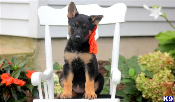 German Shepherd