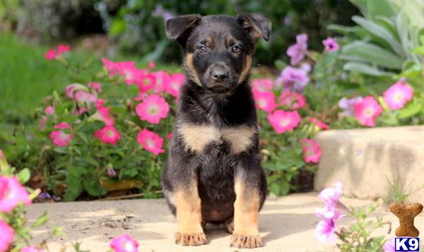 German Shepherd