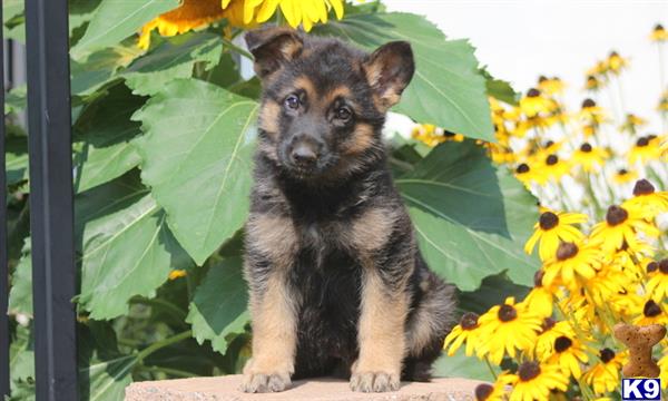 German Shepherd