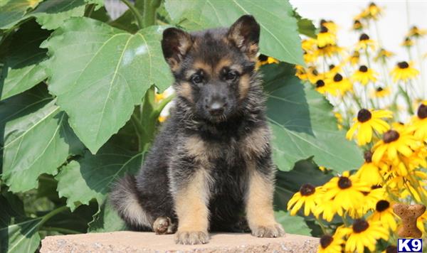 German Shepherd