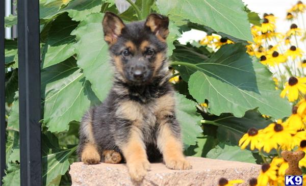 German Shepherd