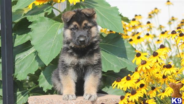 German Shepherd