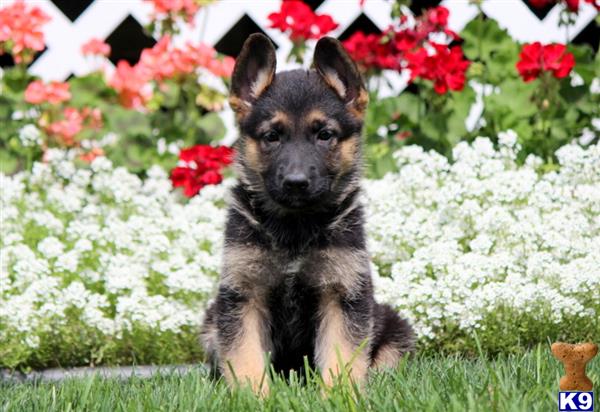 German Shepherd