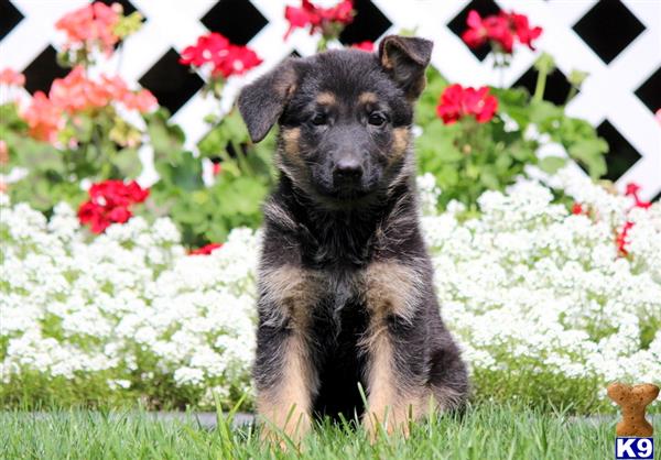 German Shepherd