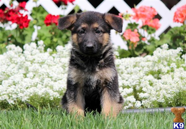 German Shepherd