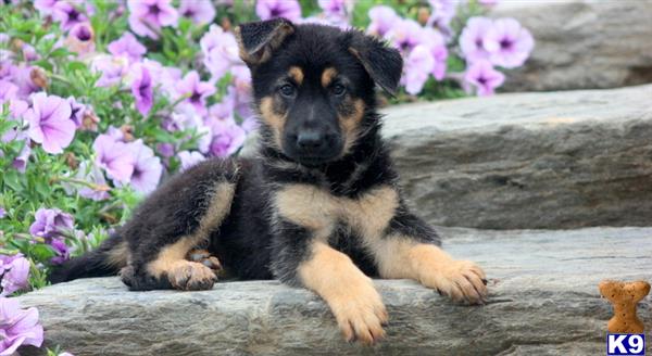 German Shepherd