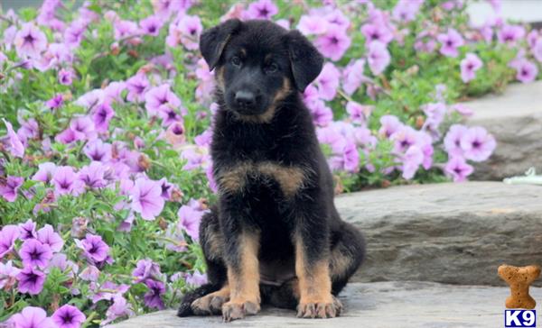 German Shepherd