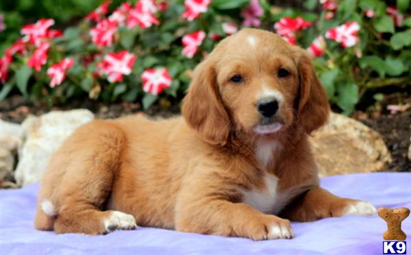 goldendoodles puppy posted by keystonepups
