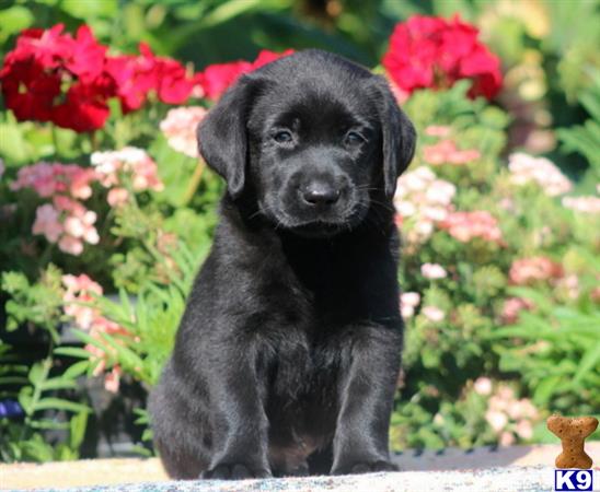 Labrador Retriever