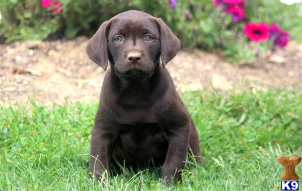 labrador retriever puppy posted by keystonepups