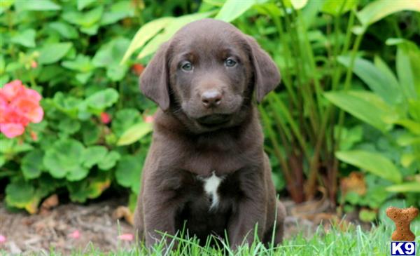 labrador retriever puppy posted by keystonepups