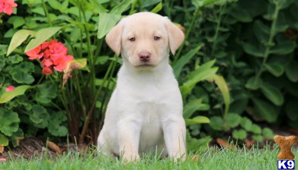 Labrador Retriever