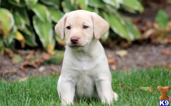 Labrador Retriever